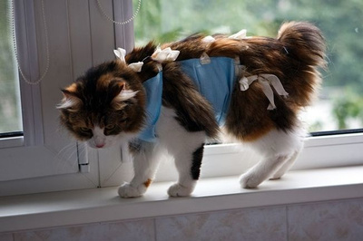 Collar Послеоперационная попона для кошек и собак, синяя
