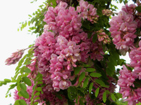 Робиния лжеакация Robinia margaretta Pink Casade