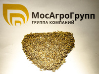 Семена райграса пастбищного 1 кг
