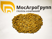 Семена ячменя ярового Белгородский 100