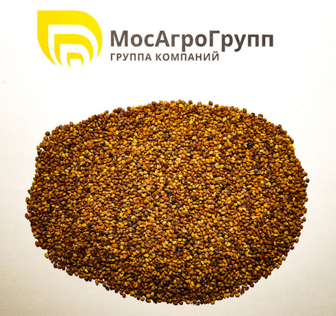 Семена клевера лугового красного Дымковский