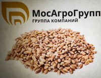 Пшеница яровая Новосибирская 15