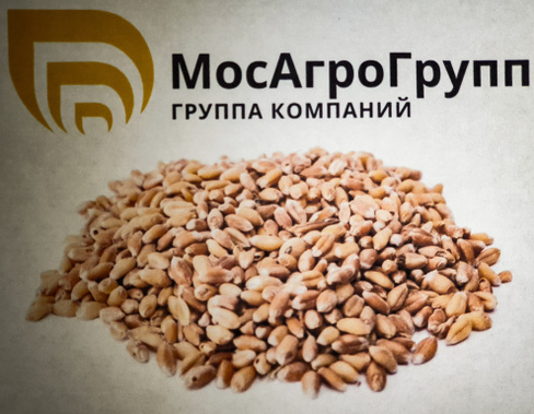 Пшеница яровая Новосибирская 31
