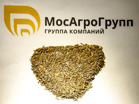 Семена райграса однолетнего Московский 74