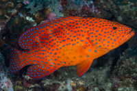 Групер коралловый красный, M /Cephalopholis miniata (10-11см)